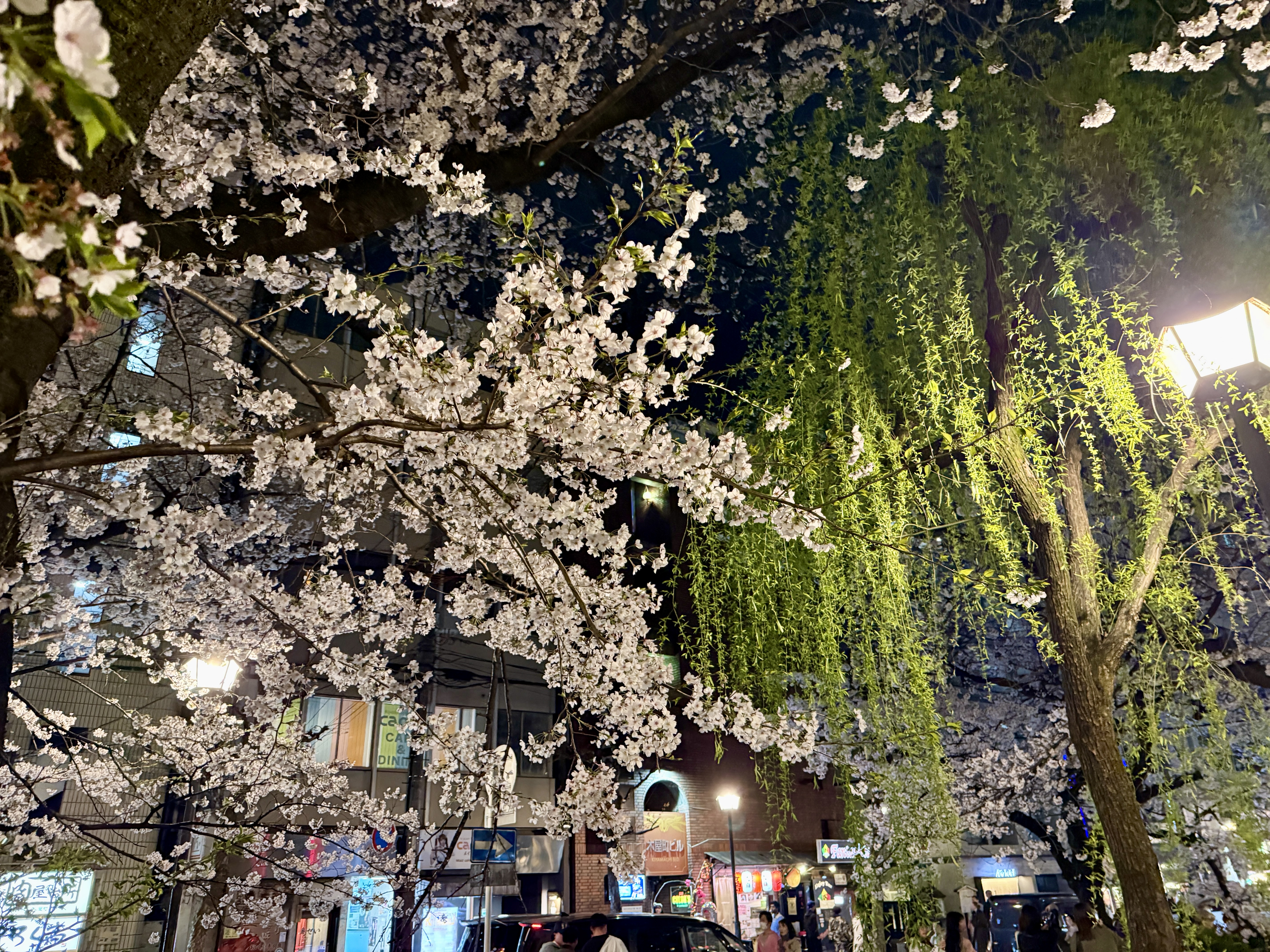 E15658C4-0C41-4A16-8E4A-4CB0E589CC3B_1_201_a